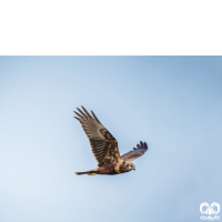 گونه سنقر تالابی شرقی Eastern Marsh Harrier